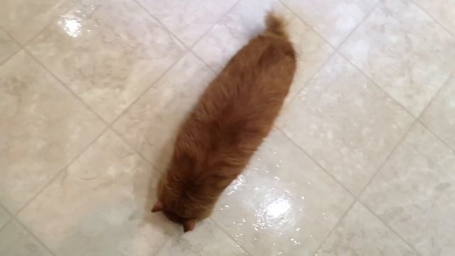 Sunday Shrooms with Cinnabon смотреть онлайн