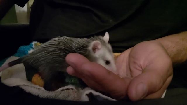 Caring For an Orphaned Baby Virginia Opossum Part 2 смотреть онлайн
