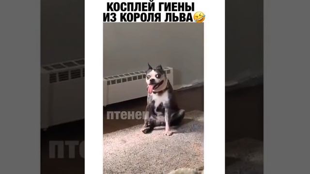 Косплей гиены из Короля льва смотреть онлайн