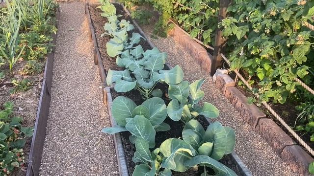 ОБЗОР моего ЛЮБИМОГО ОГОРОДА! СЕЗОН 2023! смотреть онлайн