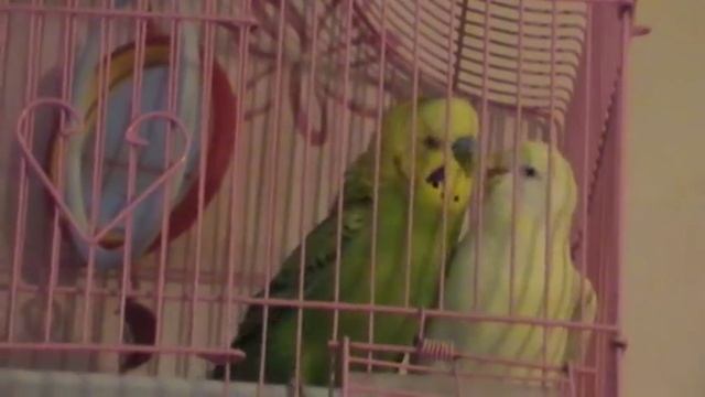 Знакомство волнистых попугаев смотреть онлайн