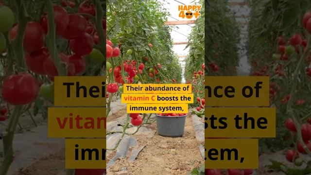 Tomatoes, versatile and juicy fruits #healthylifestyle #tomato #healthyfood #healthyhabits #health смотреть онлайн