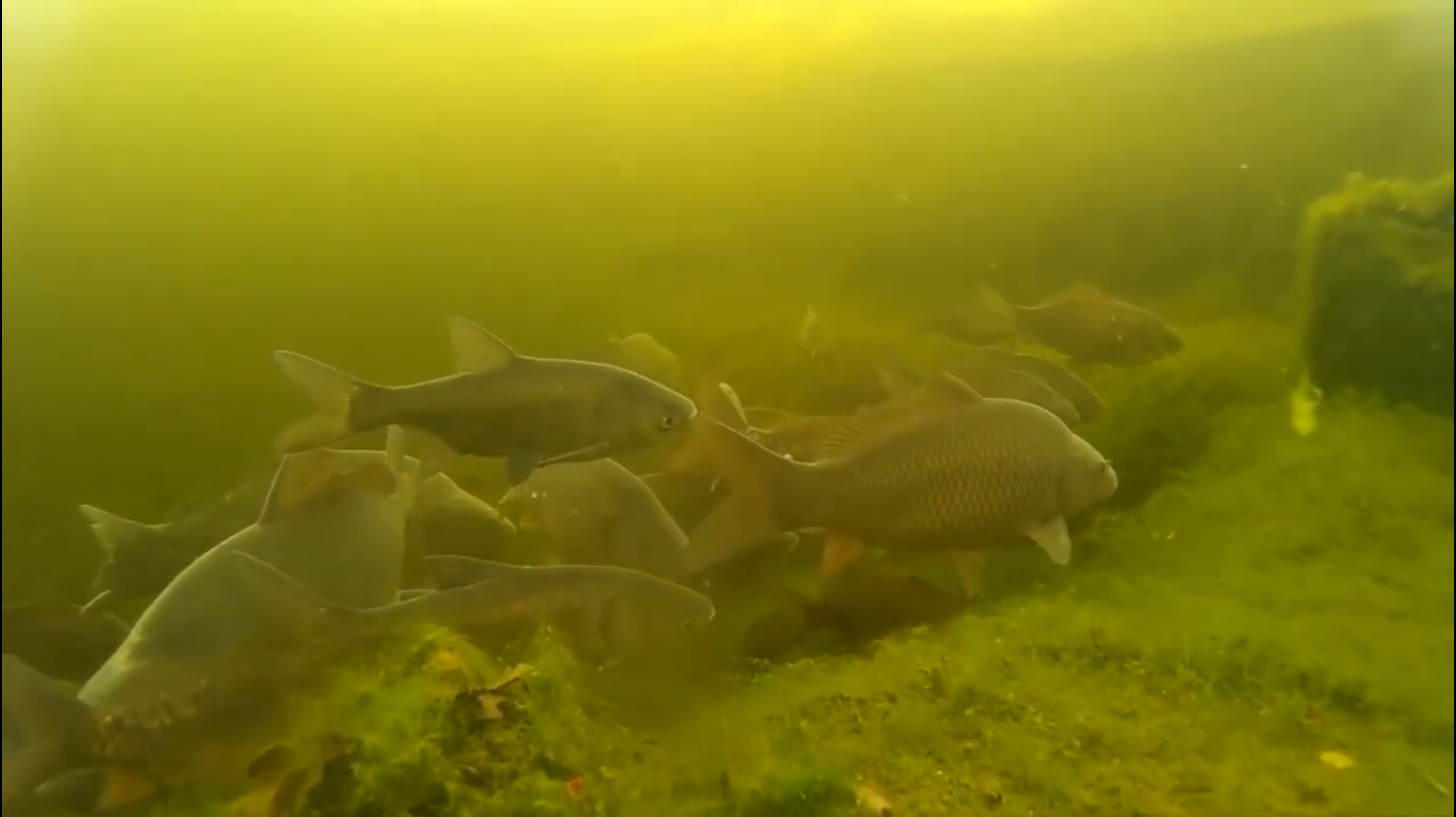 Подводный релакс моего дачного пруда. . 5 минут  красоты!