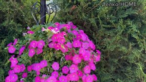 Петунии серии Вейв! Самые удачные и неудачные сорта!