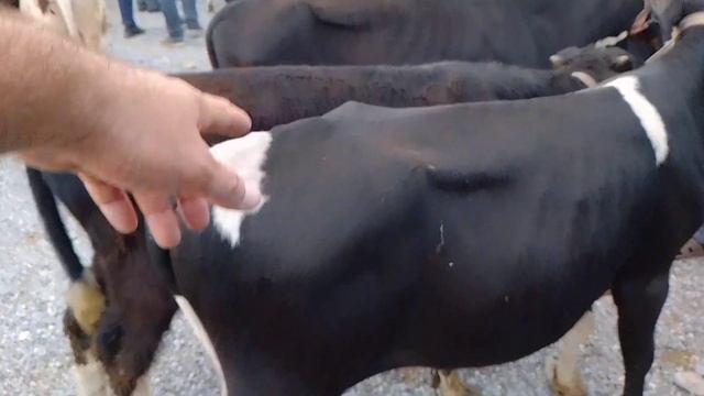 MARG'ILON QUM TEPA BOZORIDA YOSH BUQACHALAR TOVUQ NARXIDAY ARZON EKAN. 😱😱😱 смотреть онлайн