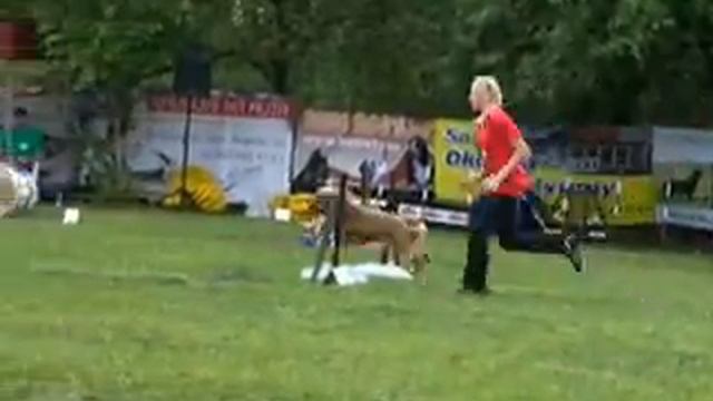 Papik - cocker spaniel mix смотреть онлайн