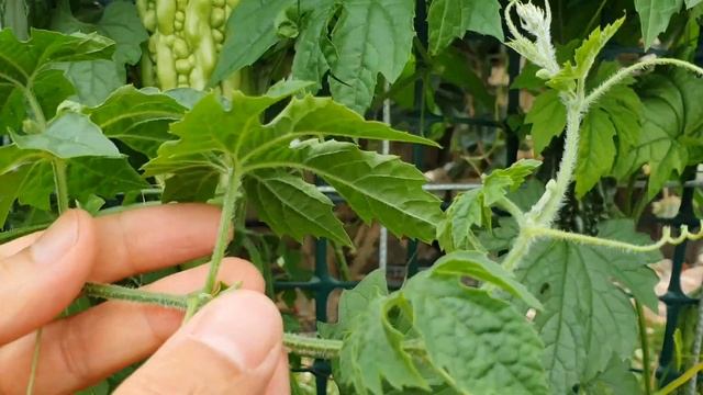 【种苦瓜】苦瓜种植怎样剪枝 |结瓜时间长|结瓜数量多|瓜的品质好 смотреть онлайн