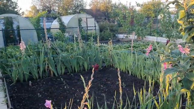 170. Взрыв на огороде. Огуречный квас. (продолжение) смотреть онлайн