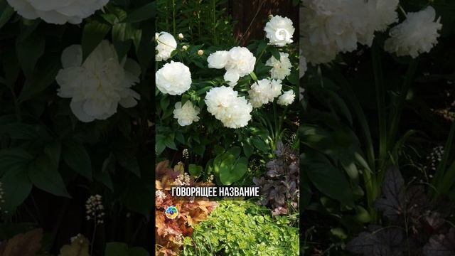 Мы нашли идеальный сорт белого ПИОНА #сад смотреть онлайн