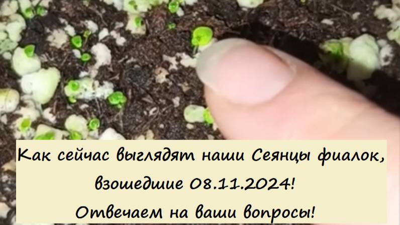 Как сейчас выглядят наши Сеянцы фиалок, взошедшие 08.11.2024! Отвечаем на ваши вопросы!