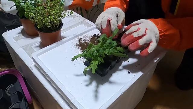 아니 내 쑥갓코인에 무슨일이?ㅣWhat happened to my Crown daisy? смотреть онлайн