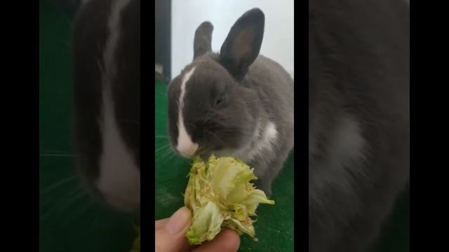 Перешли на салаты.#Shorts смотреть онлайн