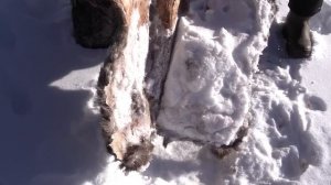 Промысловая охота на соболя (Алтай)