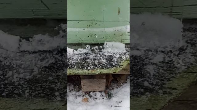 Как защитить пчёл зимой от птиц 🐦 смотреть онлайн