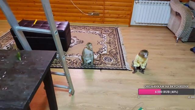 Вечерний стрим с обезьянками.❤🍏🍎👍 смотреть онлайн