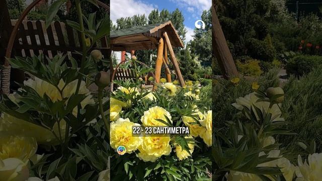 Супер гигант из Пионов #сад #ландшафтныйдизайн #огород смотреть онлайн