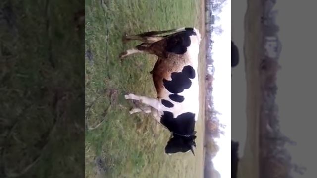 бык голштинской породы смотреть онлайн