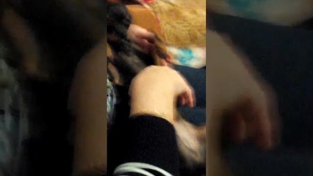 Собаке очень нравиться когда ее гладят(смешно)😂🐶👋👋👋 смотреть онлайн