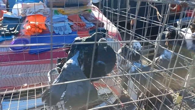 Какие цены на голубей ? Птичий рынок. Ставрополь - 6 октября 2024 смотреть онлайн
