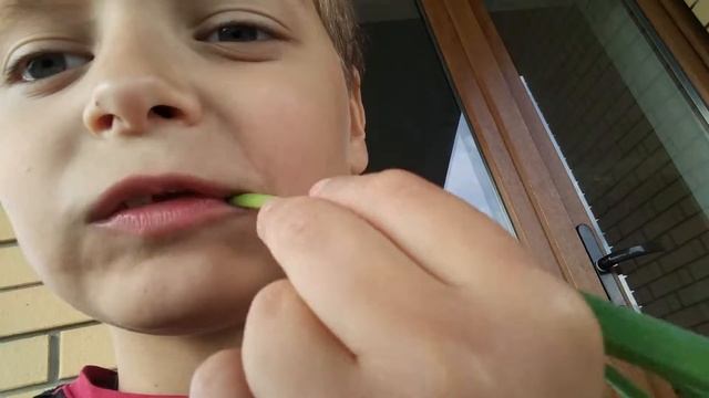 Как доказать людям что это чеснок? смотреть онлайн