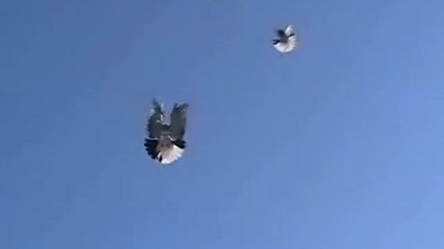 Николаевские торцовые смотреть онлайн