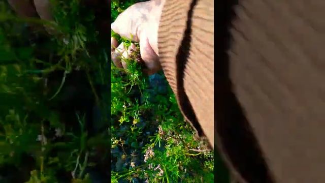 coriander leaf garlic leaf👌🥰 смотреть онлайн