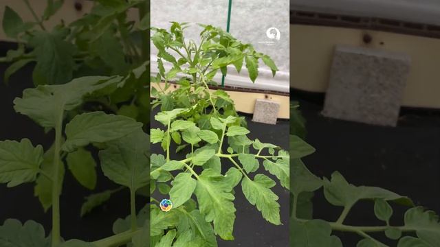 Что делать во время цветения томатов? смотреть онлайн