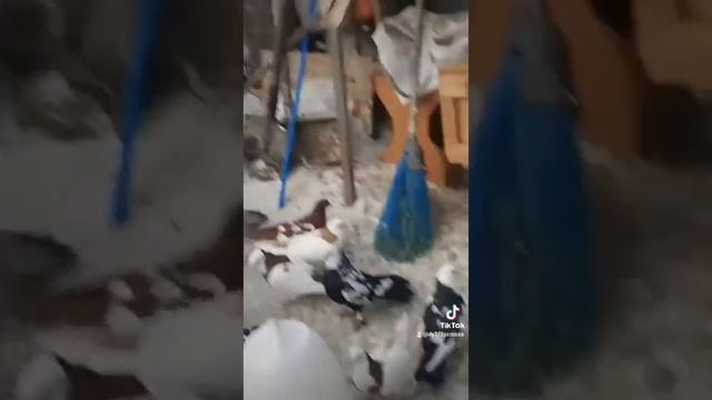 бойный голуби смотреть онлайн