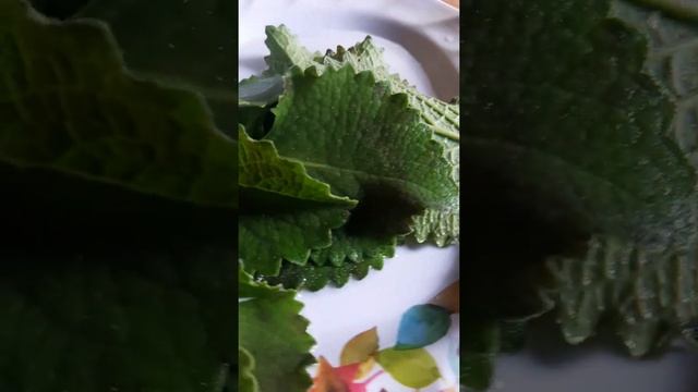 How To Prepare Oregano Juice For Cough And Runny Nose | #shorts смотреть онлайн