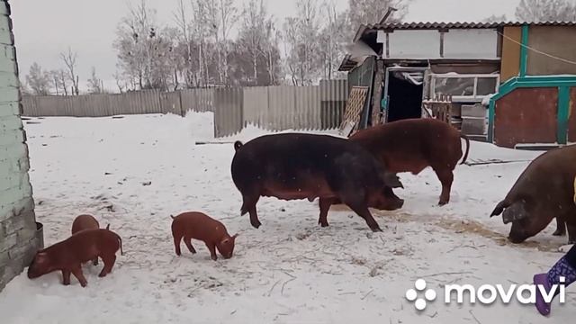 Ульяновский дюрок. Супер дюрок! смотреть онлайн