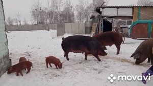 Ульяновский дюрок. Супер дюрок!