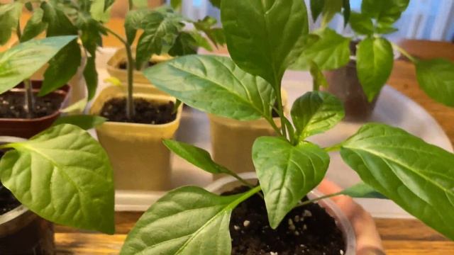 КАК поливать РАССАДУ, чтобы не навредить?! смотреть онлайн