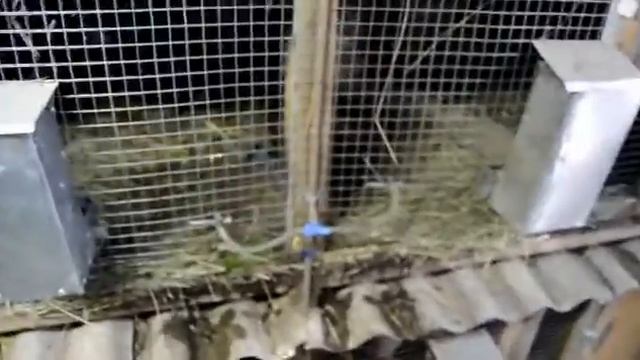 Поилки для кроликов смотреть онлайн