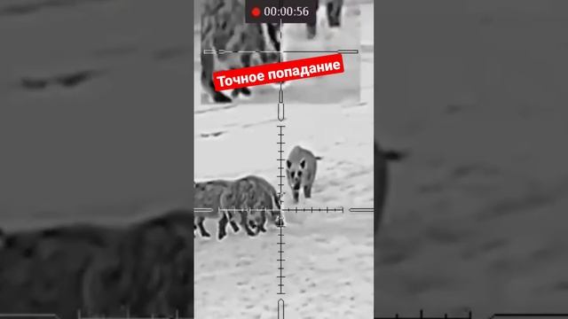 охота на кабана смотреть онлайн