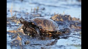 Мир в наших руках