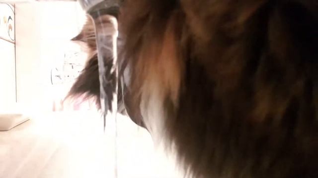 ЧИСТЫЙ ЧЕТВЕРГ! Матильда готова принять душ!Matilda the cat.Siberian cat Motya смотреть онлайн