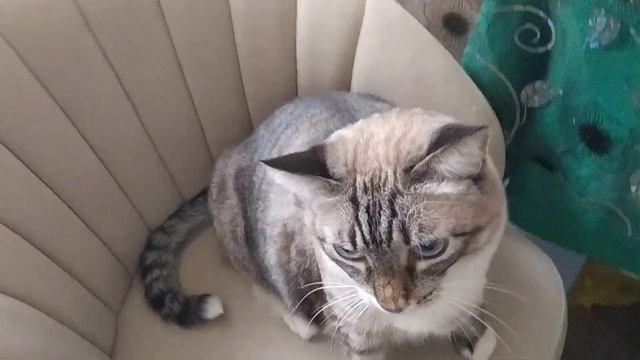 Наблюдатели за жадными хозяевами смотреть онлайн