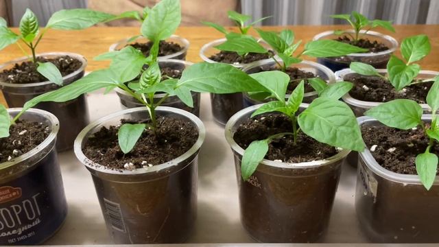 Почему моя РАССАДА крепкая и не вытягивается, причины смотреть онлайн