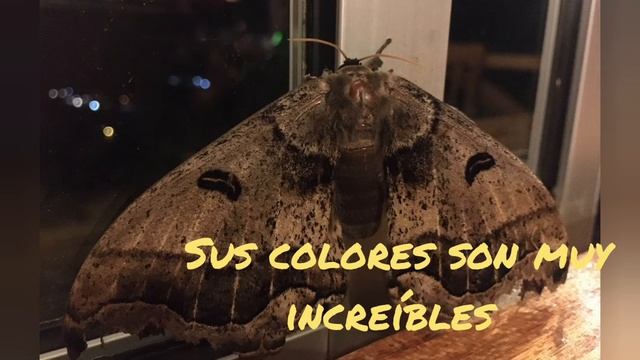 Biodiversidad de Fauna de Ecuador-Video Promocional смотреть онлайн