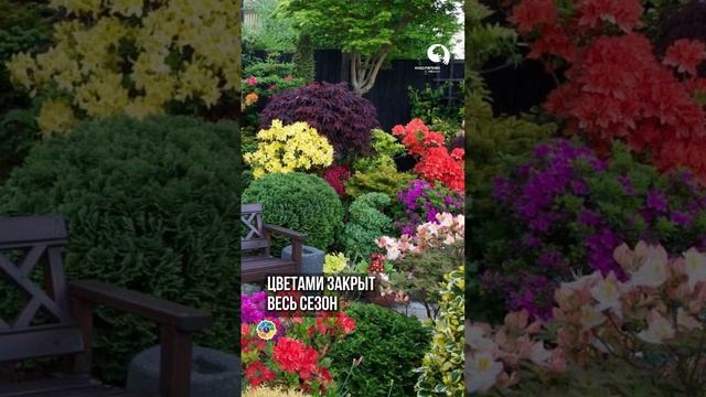 Растения для цветущего сада весь сезон #ландшафтный дизайн смотреть онлайн