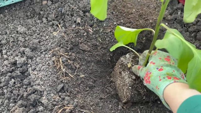 Рассаду перца высаживаю В ЭТИ СРОКИ и всегда с УРОЖАЕМ! смотреть онлайн