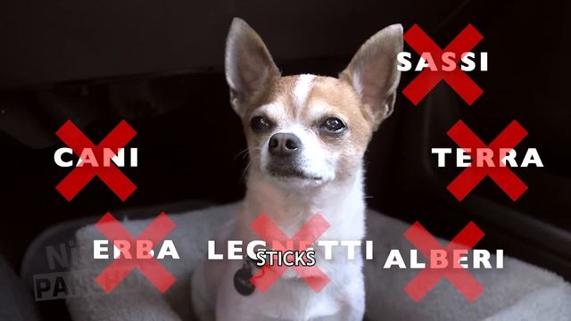 Chihuahua Pancho flying with balloons - ep8 #lagrandenovità смотреть онлайн