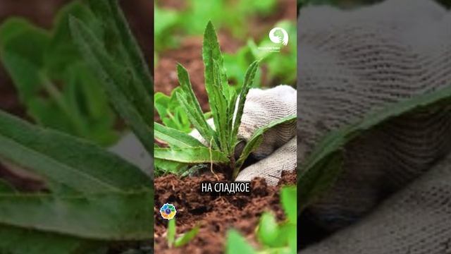 Самое важное в любом деле #сад #дача #огород смотреть онлайн