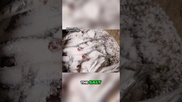 A Day in the Life: Anchovy Season Catch смотреть онлайн