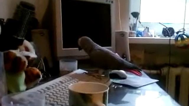 Охота за сокровищами смотреть онлайн