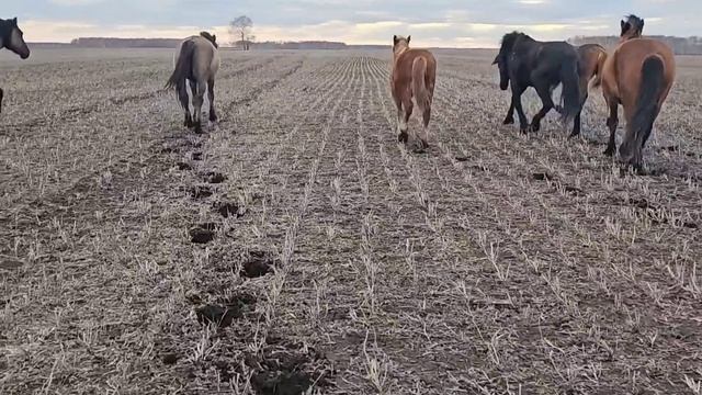 Первый жеребёнок Ожеребилась Ласточка #2 #жеребёнок #horses