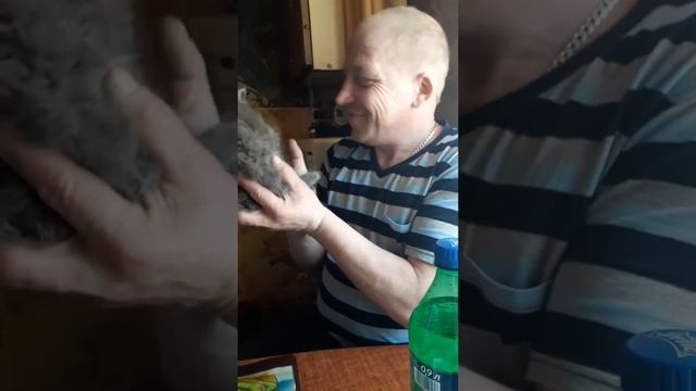 Котенок кусака смотреть онлайн