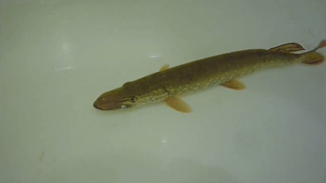 Огромные Рыбы у Нас! Ловля Щуки на Спиннинг Осенью.