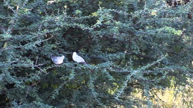 Охота с луком в Африке (1 серия)