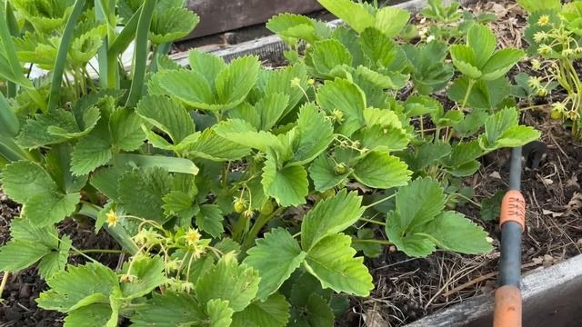 ПОДКОРМКА творит чудеса! КЛУБНИКА РАСТЕТ ОГРОМНАЯ! смотреть онлайн